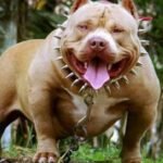 Dog Breed Ban In UP : यूपी के इस शहर में 23 खूंखार नस्ल के कुत्तों पर लगा बैन, आदेश नहीं मानने वालों पर होगी कार्रवाई